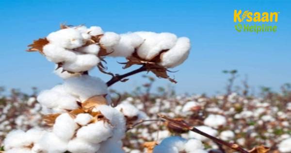 CAI (कॉटन एसोसिएशन ऑफ इंडिया) ने कपास निर्यात अनुमान में 10% की कटौती की